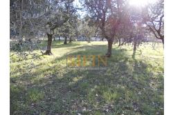 Casa con Terreno - Grottaminarda, via Fontanelle (SS91) in prima periferia, proponiamo in vendita fabbricato di mq. 145,00 oltre veranda di mq. 12,00 e balcone (portico) di mq. 11,00 con mq. 4.300,00 di terreno edificabile.