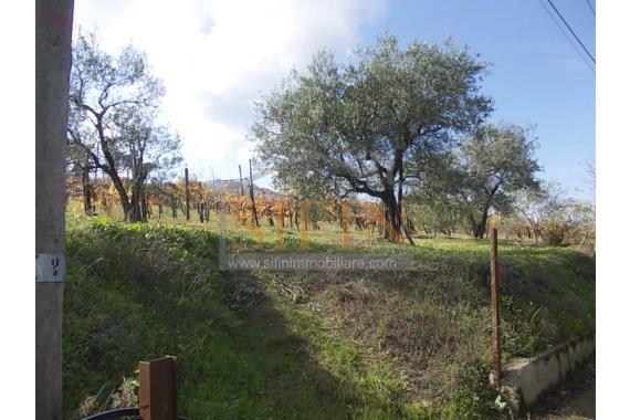 Vigneto  - Vendita - Pietradefusi Contrada Grottone