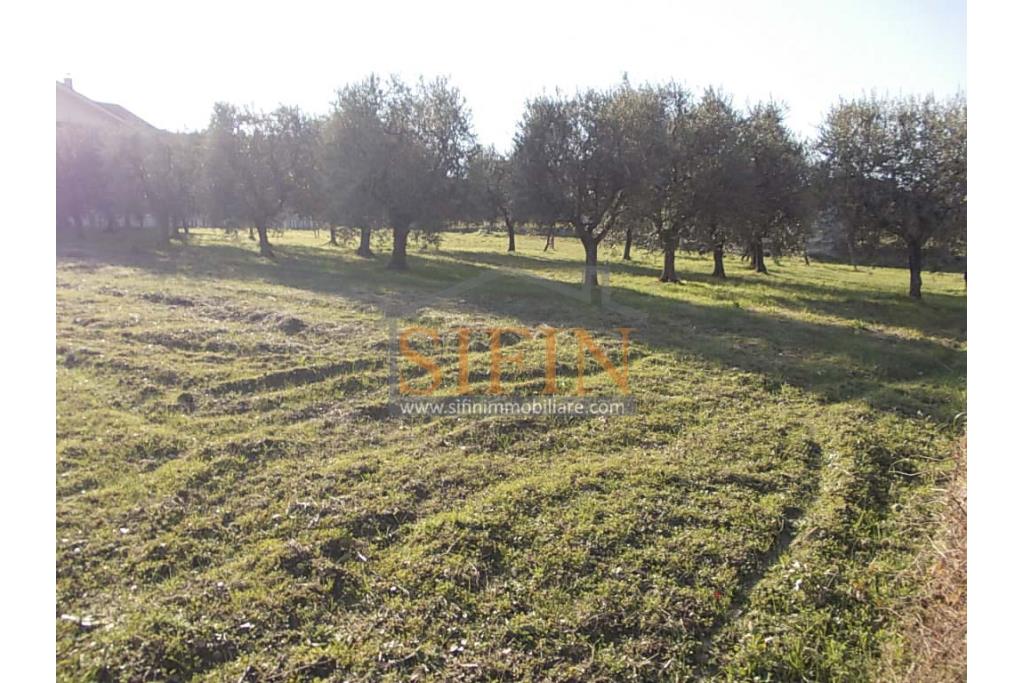 Casa con Terreno - Grottaminarda, via Fontanelle (SS91) in prima periferia, proponiamo in vendita fabbricato di mq. 145,00 oltre veranda di mq. 12,00 e balcone (portico) di mq. 11,00 con mq. 4.300,00 di terreno edificabile.