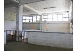 Capannone con terreno - capannone in cemento armato di mq. 700,00 (ml. 40,00 x 17,50) con mq. 8.000,00 ca. di terreno limitrofo di cui mq. 2.000,00 ca. gia pavimentati 