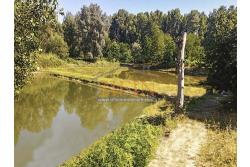 2 Laghi acquacoltura-pesca sportiva  - Proponiamo in locazione impianto di acquacoltura e pesca sportiva con due laghetti naturali con acqua sorgiva