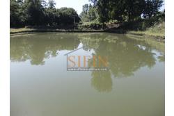 2 Laghi acquacoltura-pesca sportiva  - Proponiamo in locazione impianto di acquacoltura e pesca sportiva con due laghetti naturali con acqua sorgiva