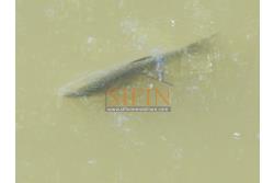 2 Laghi acquacoltura-pesca sportiva  - Proponiamo in locazione impianto di acquacoltura e pesca sportiva con due laghetti naturali con acqua sorgiva