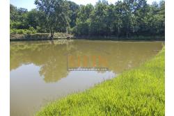 2 Laghi acquacoltura-pesca sportiva  - Proponiamo in locazione impianto di acquacoltura e pesca sportiva con due laghetti naturali con acqua sorgiva