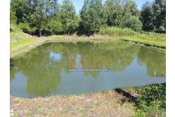 2 Laghi acquacoltura-pesca sportiva  - Proponiamo in locazione impianto di acquacoltura e pesca sportiva con due laghetti naturali con acqua sorgiva