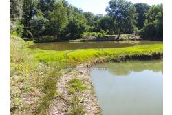 2 Laghi acquacoltura-pesca sportiva  - Proponiamo in locazione impianto di acquacoltura e pesca sportiva con due laghetti naturali con acqua sorgiva