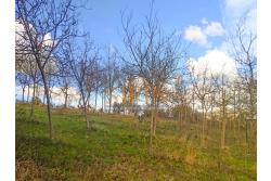 Terreno Edificabile - Grottaminarda (AV) su S.S. 90, in prossimit della rotonda che porta alla futura stazione dll'alta velocit 