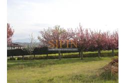 Villa con Piscina - Melito Irpino, nella immediata periferia, proponiamo in vendita villa di complessivi mq. 450,00 ca. oltre a mq. 10.500,00 di giardino