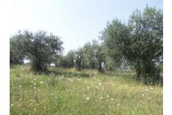 Terreno Edificabile - Terreno edificabile in vendita a Grottaminarda Frazione Carpignano