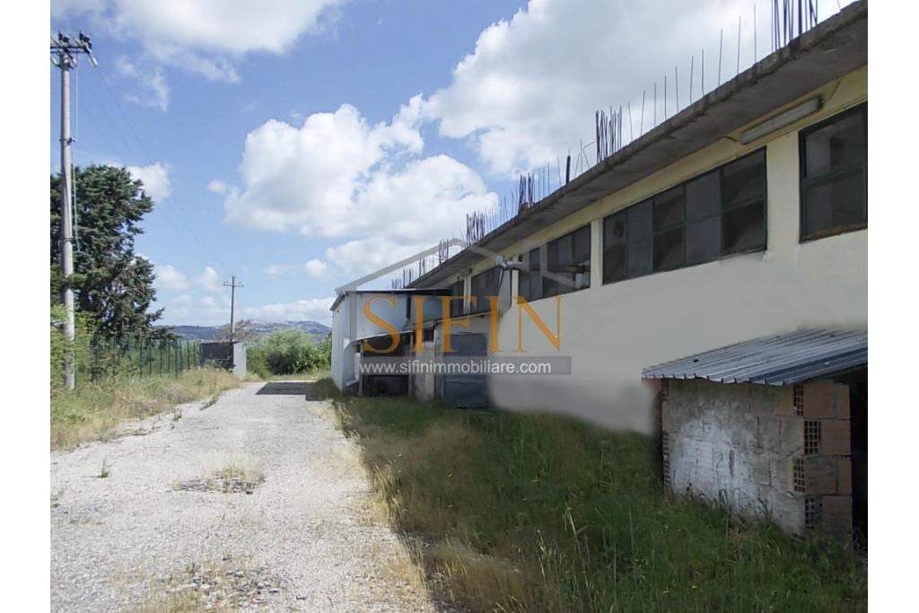 Capannone con terreno - capannone in cemento armato di mq. 700,00 (ml. 40,00 x 17,50) con mq. 8.000,00 ca. di terreno limitrofo di cui mq. 2.000,00 ca. gia pavimentati 