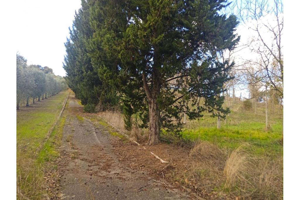 Terreno Edificabile - Grottaminarda (AV) su S.S. 90, in prossimit della rotonda che porta alla futura stazione dll'alta velocit 