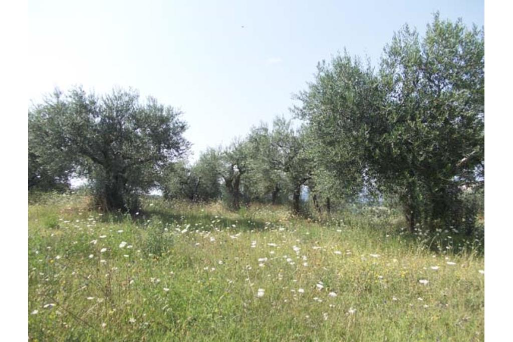 Terreno Edificabile - Terreno edificabile in vendita a Grottaminarda Frazione Carpignano