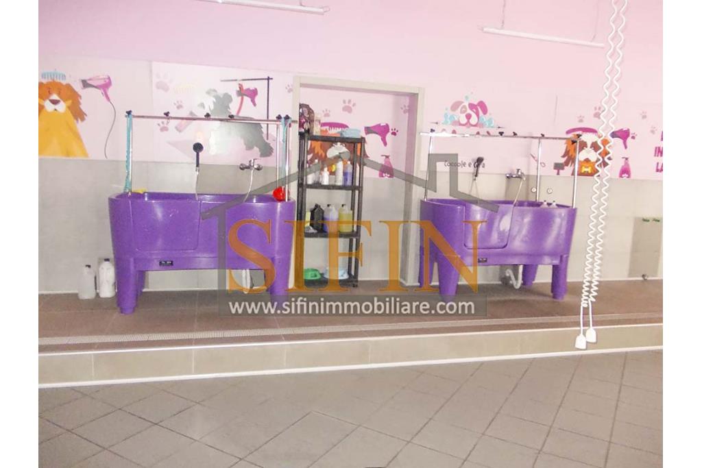 Negozio di Toelettatura PRONTO - Grottaminarda: Affittasi Negozio di Toelettatura 